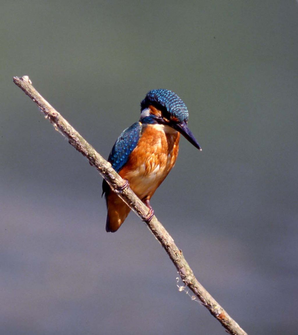 Martin pescatore